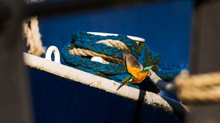 Kingfisher of Brentford