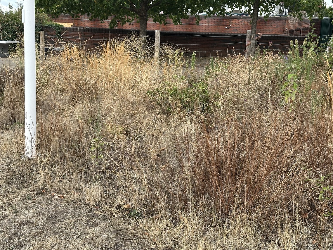 Planted Area September 2026